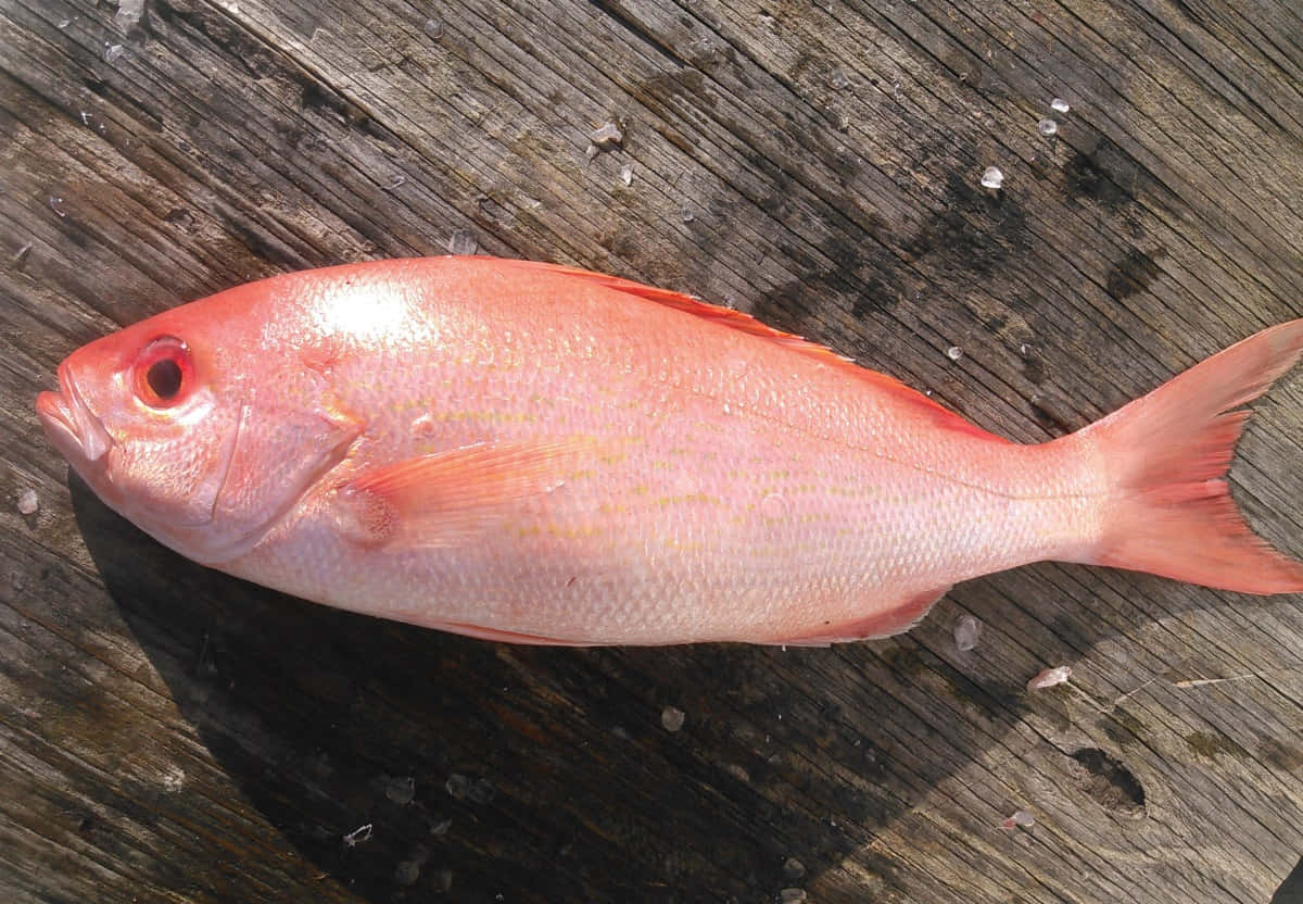 Rode Snapper Op Houten Steiger.jpg Achtergrond