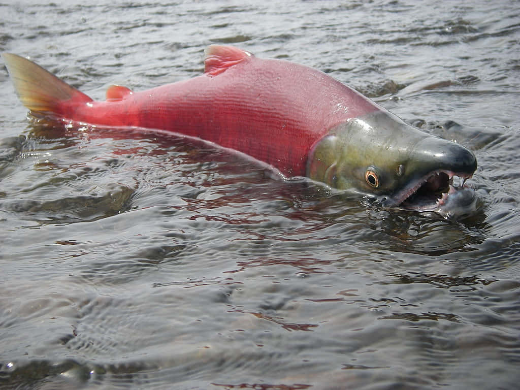 Red Sockeye Salmon Swimming Wallpaper