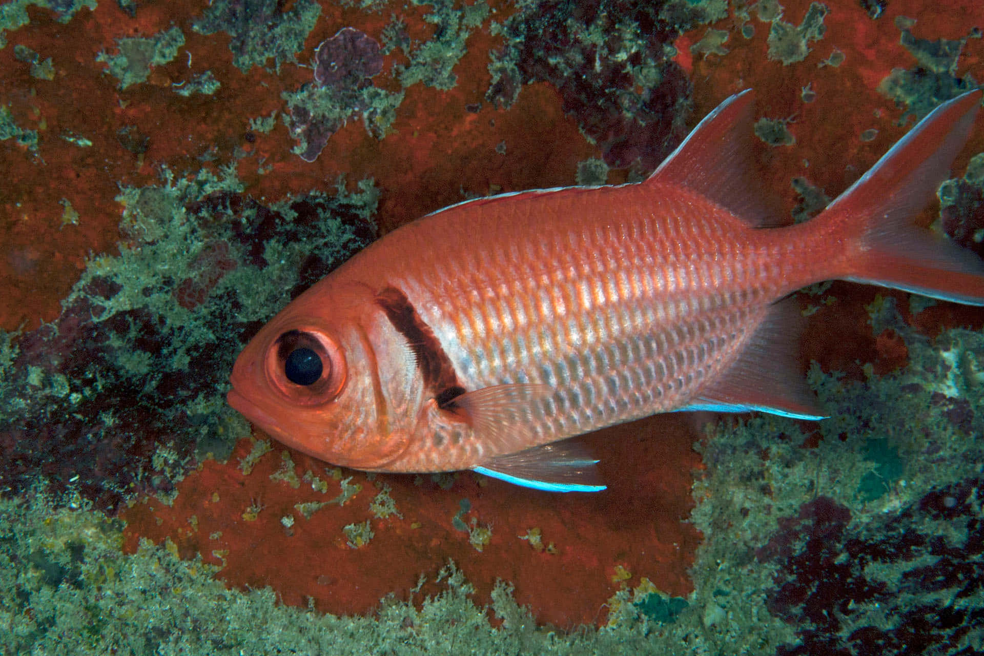 Red Soldierfish Against Coral Backdrop Wallpaper