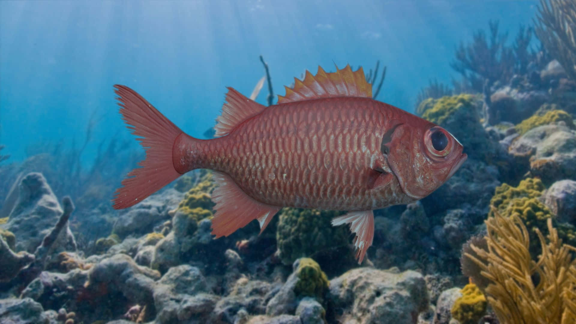 Red Soldierfish Coral Reef Wallpaper
