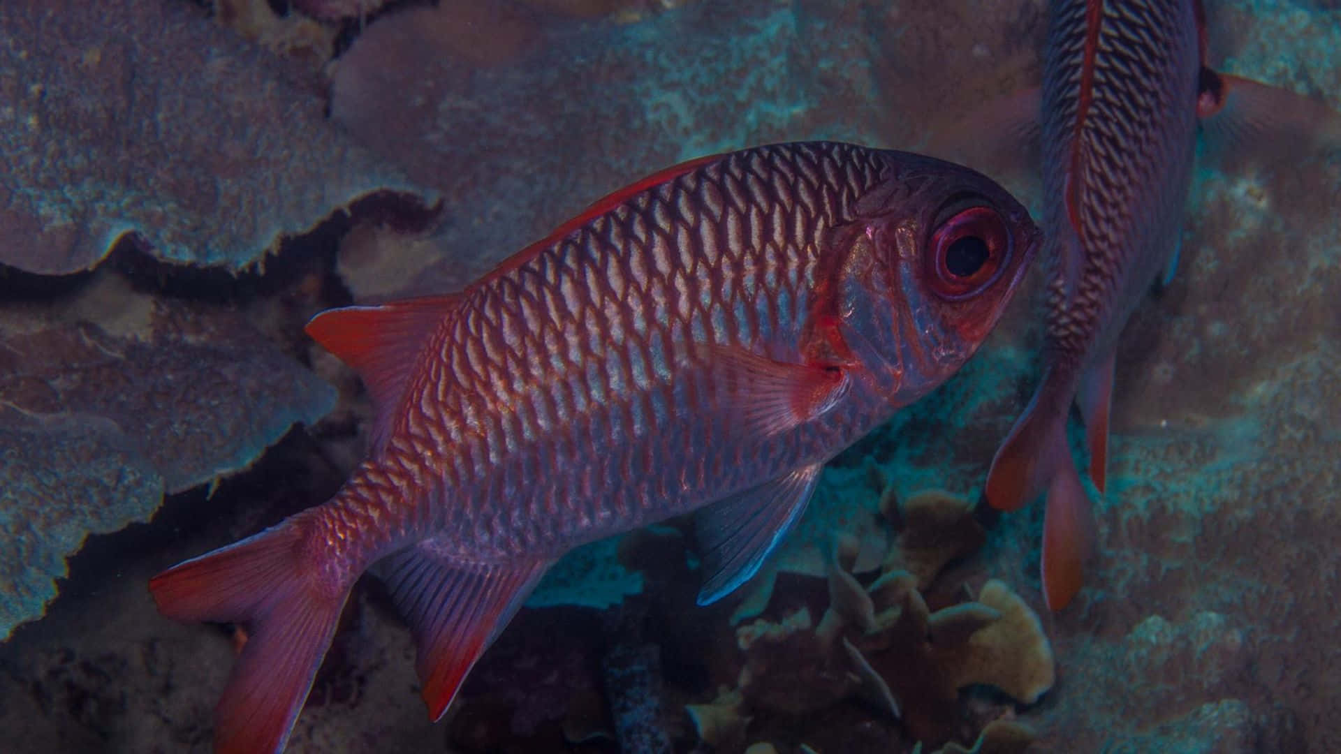 Red Soldierfish Underwater Scene Wallpaper