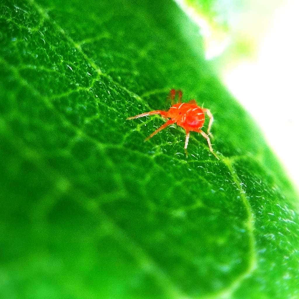 A striking red spider captured in a vivid macro shot Wallpaper