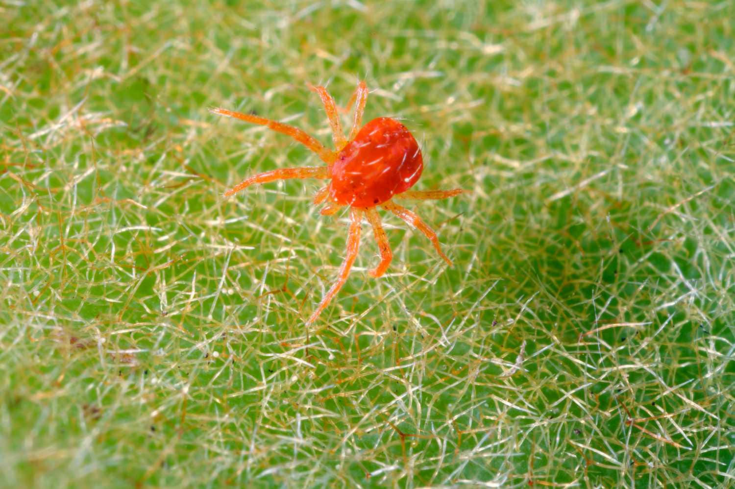 Vibrant Red Spider on a Green Leaf Wallpaper