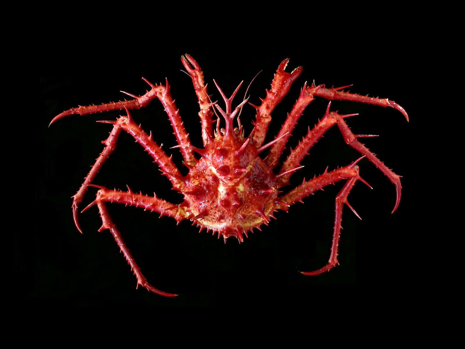Red Spiny Crab Black Background Wallpaper