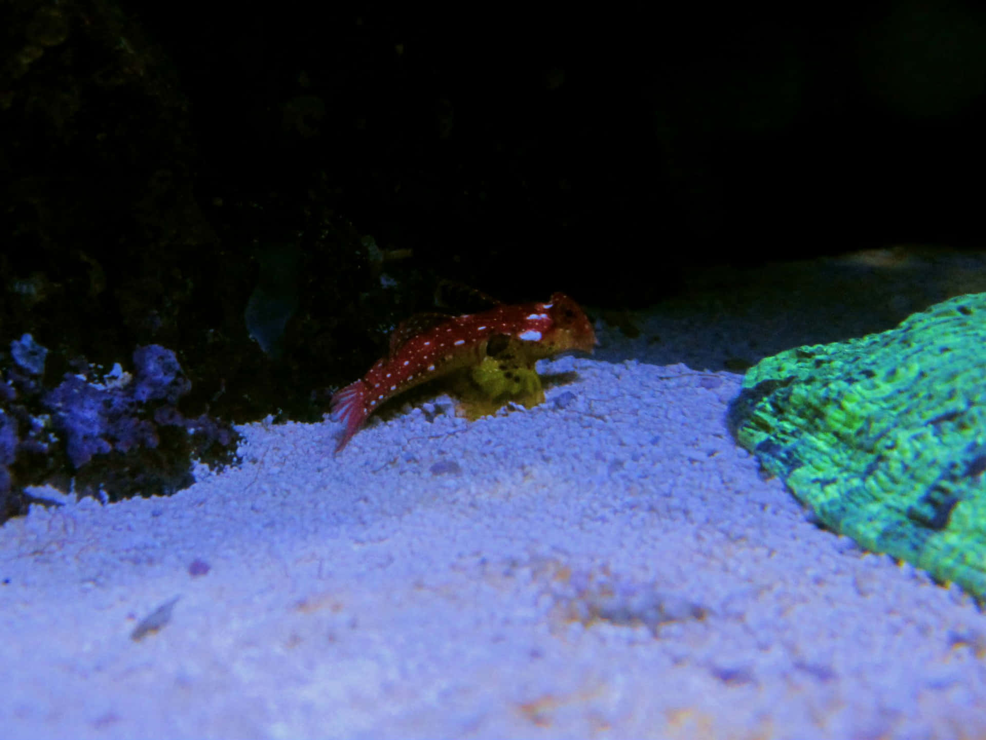 Red Spotted Dragonet Aquarium Wallpaper
