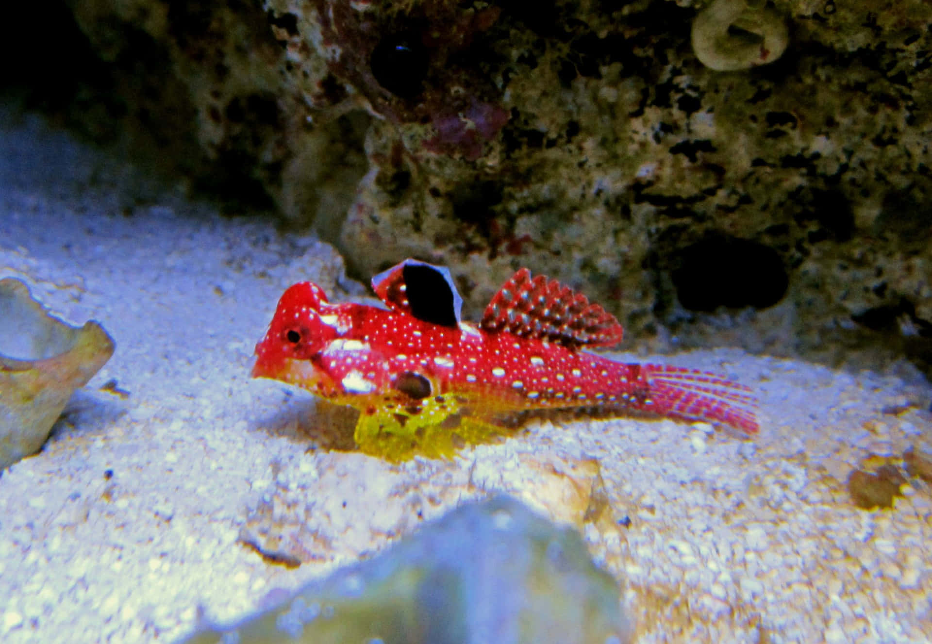 Red Spotted Dragonet Aquatic Life Wallpaper