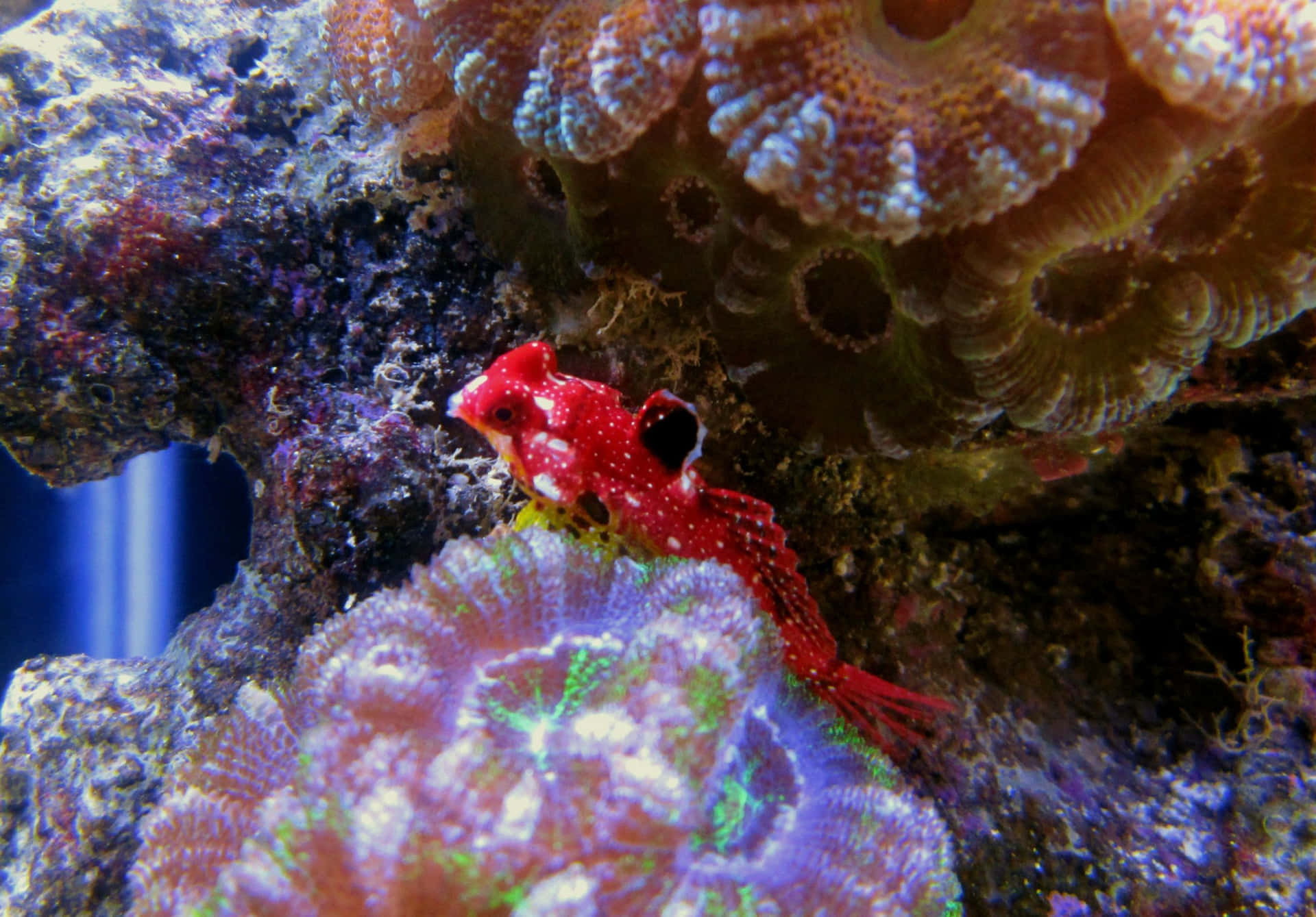 Red Spotted Dragonet Aquatic Life Wallpaper