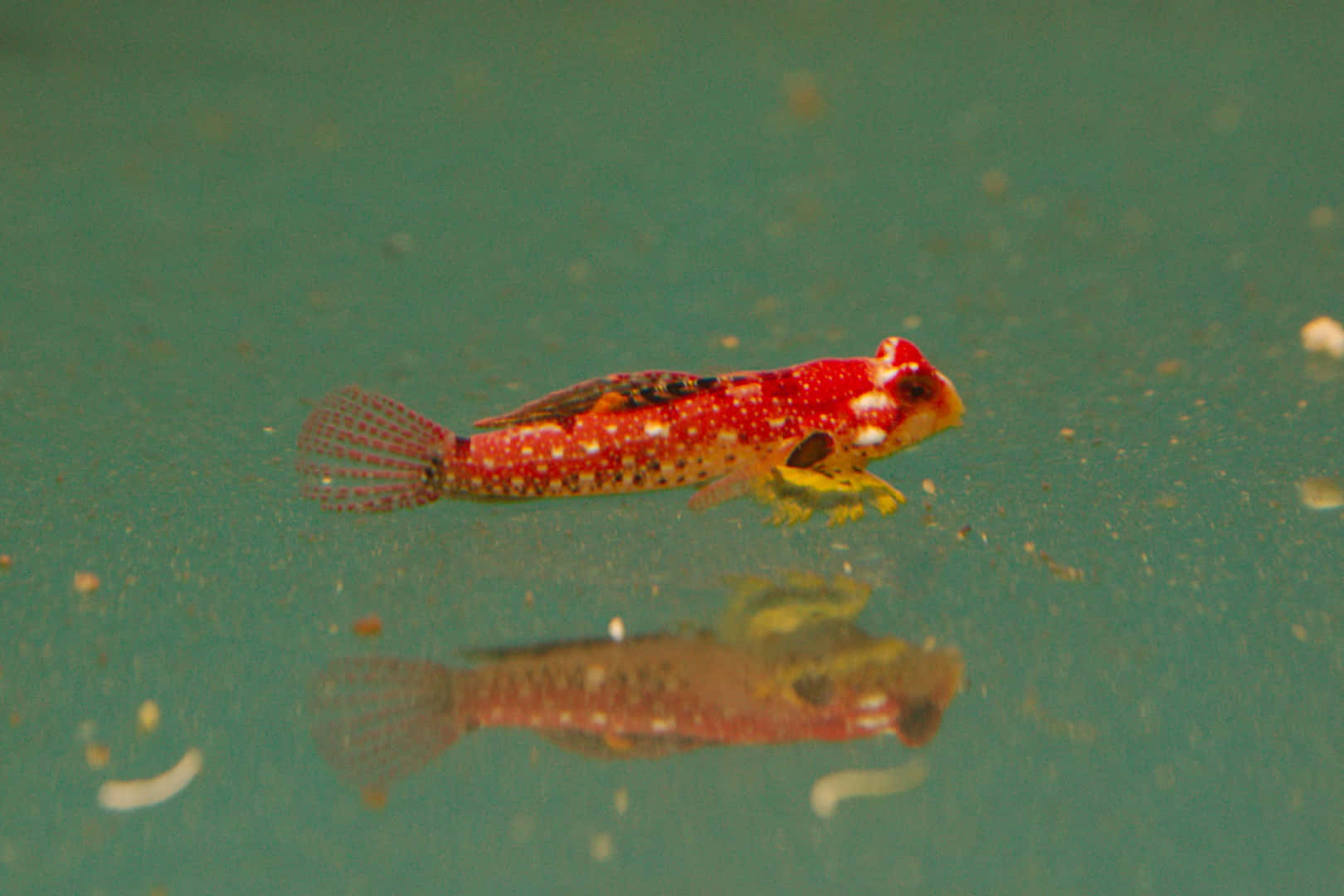 Red Spotted Dragonet Swimming Wallpaper