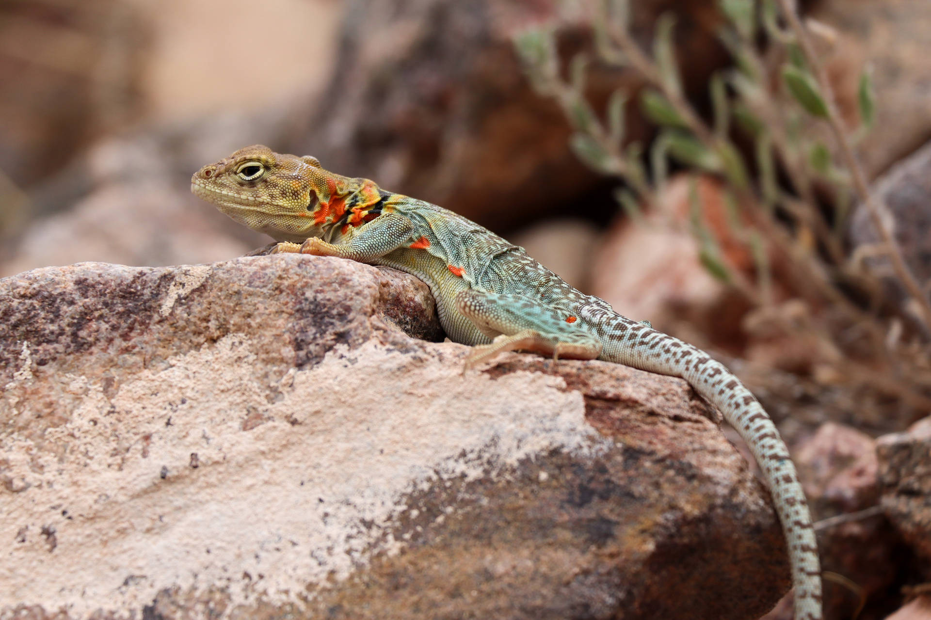 Red Spotted Eastern Collared Lizard Wallpaper