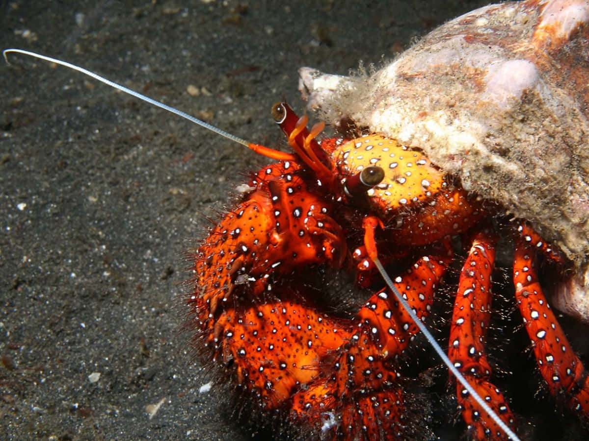 Red Spotted Hermit Crab Underwater Wallpaper