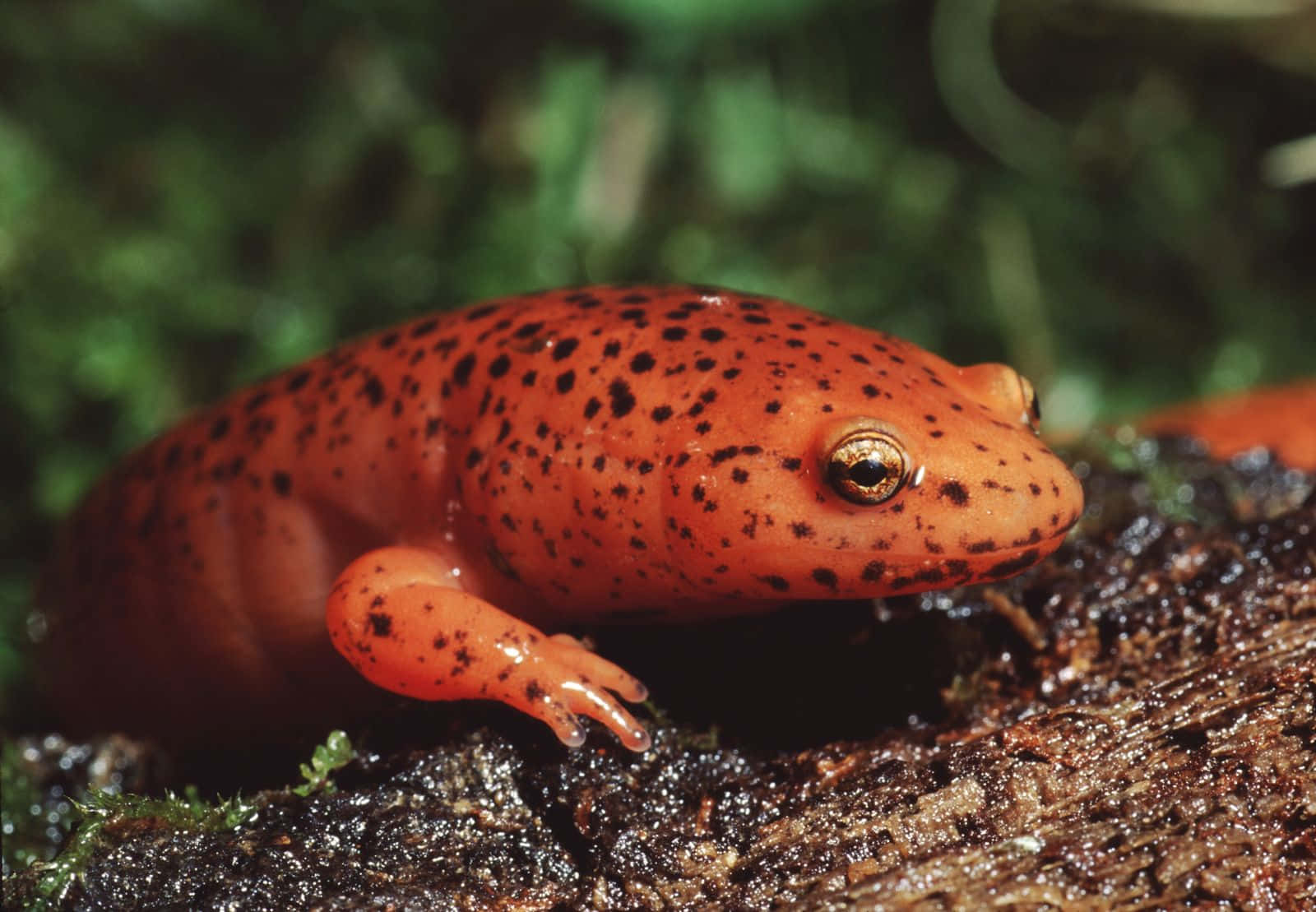 Red Spotted Newt Closeup Wallpaper
