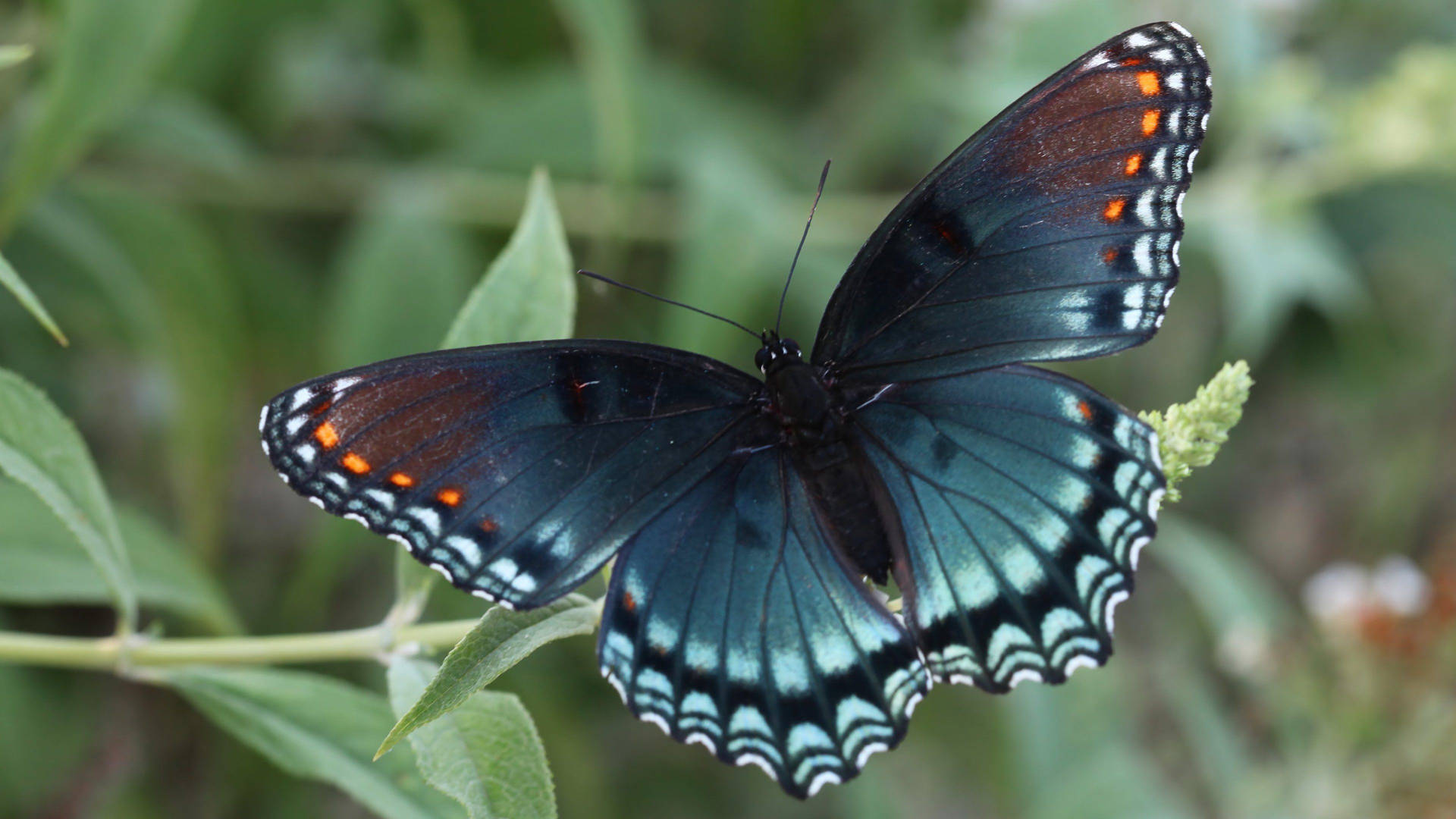 Look at this beautiful Red Spotted Purple Butterfly. Wallpaper