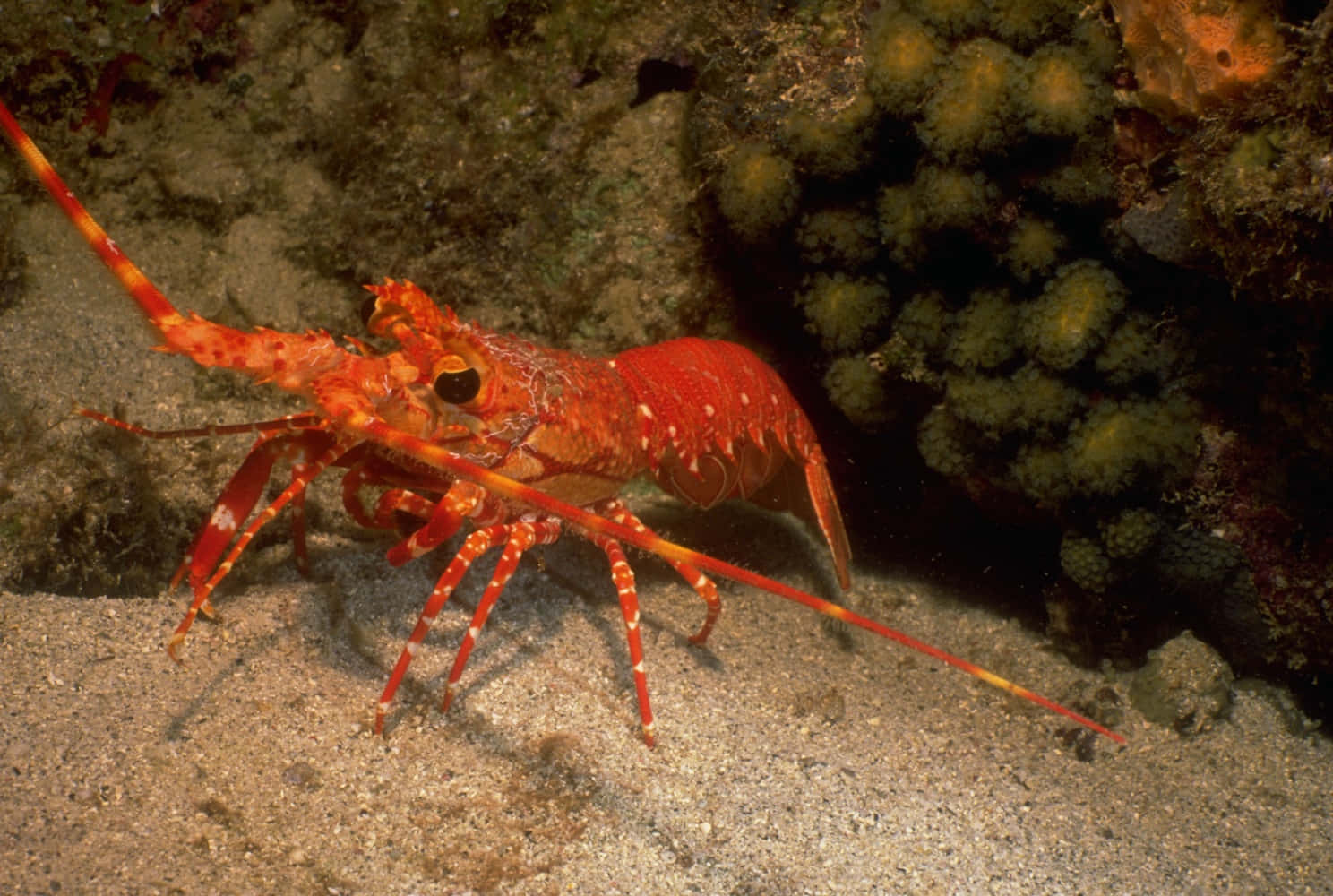 Red Spotted Reef Lobster Wallpaper
