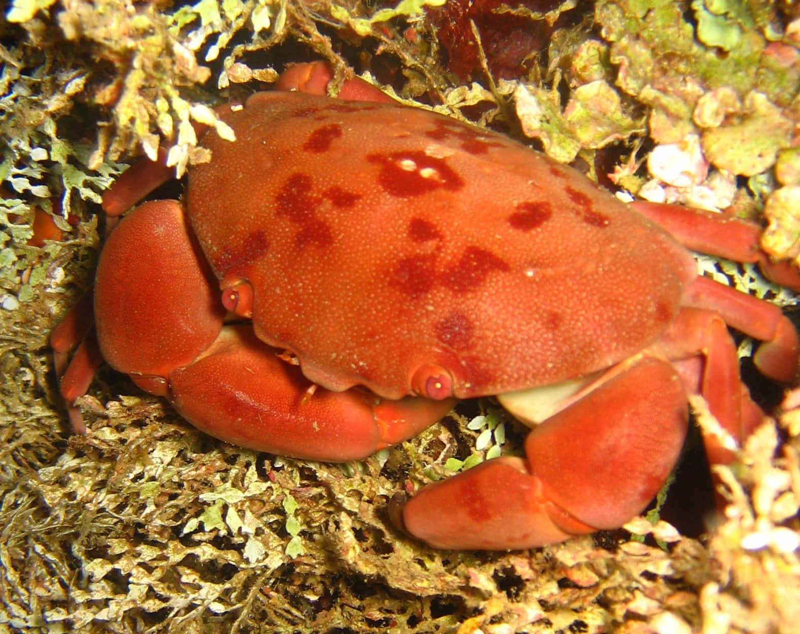 Kepiting Xanthid Merah Berbintik Wallpaper