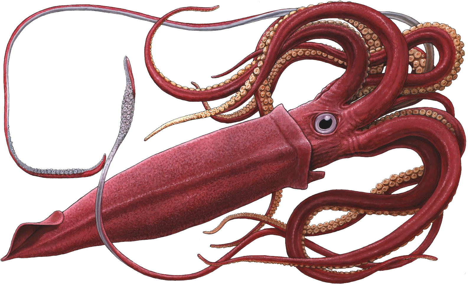 Red Squid Illustration PNG