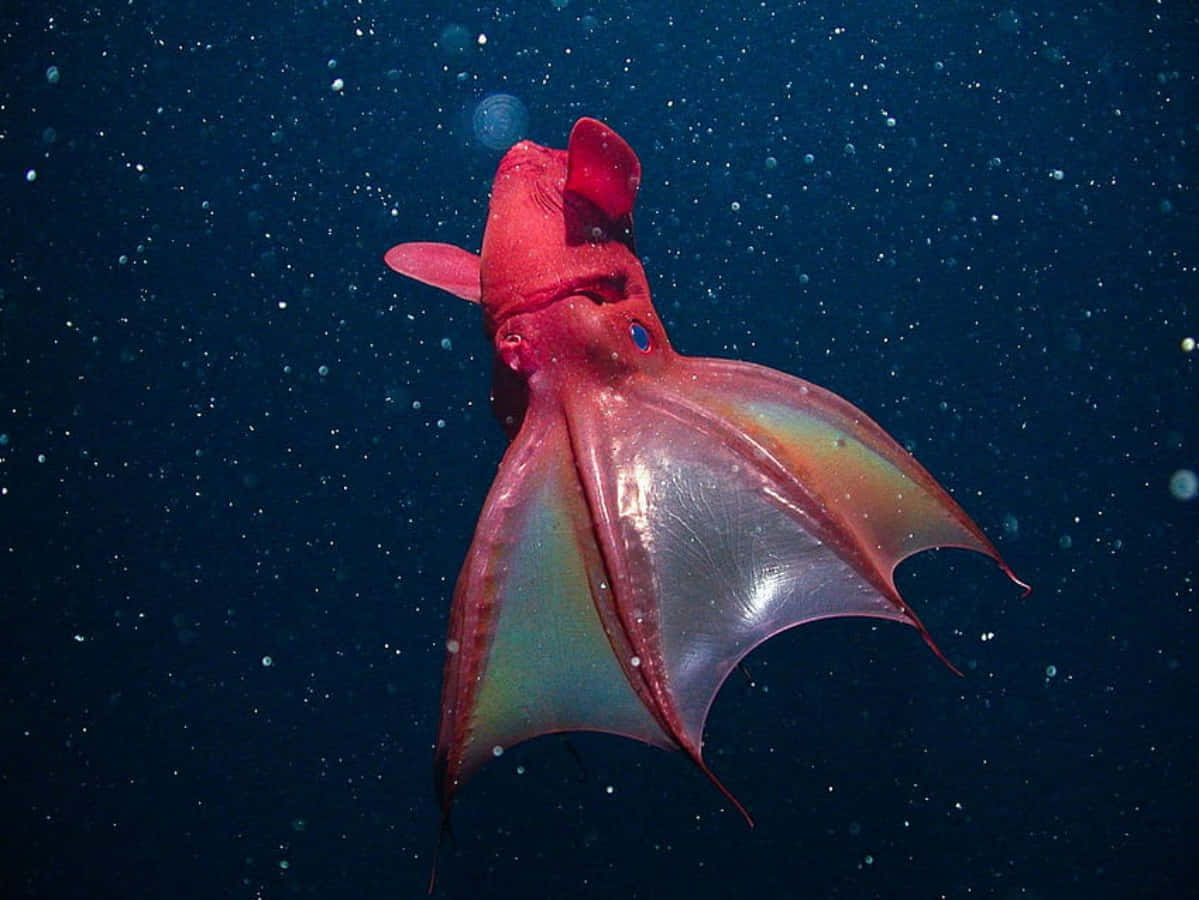 Red Squid In Deep Sea Wallpaper
