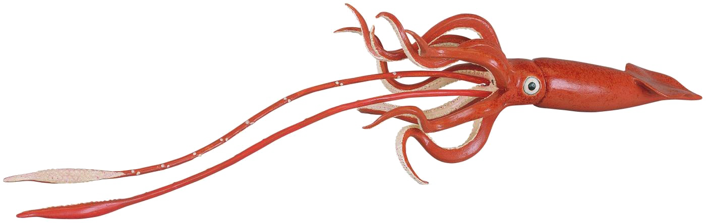 Red Squid Swimming PNG