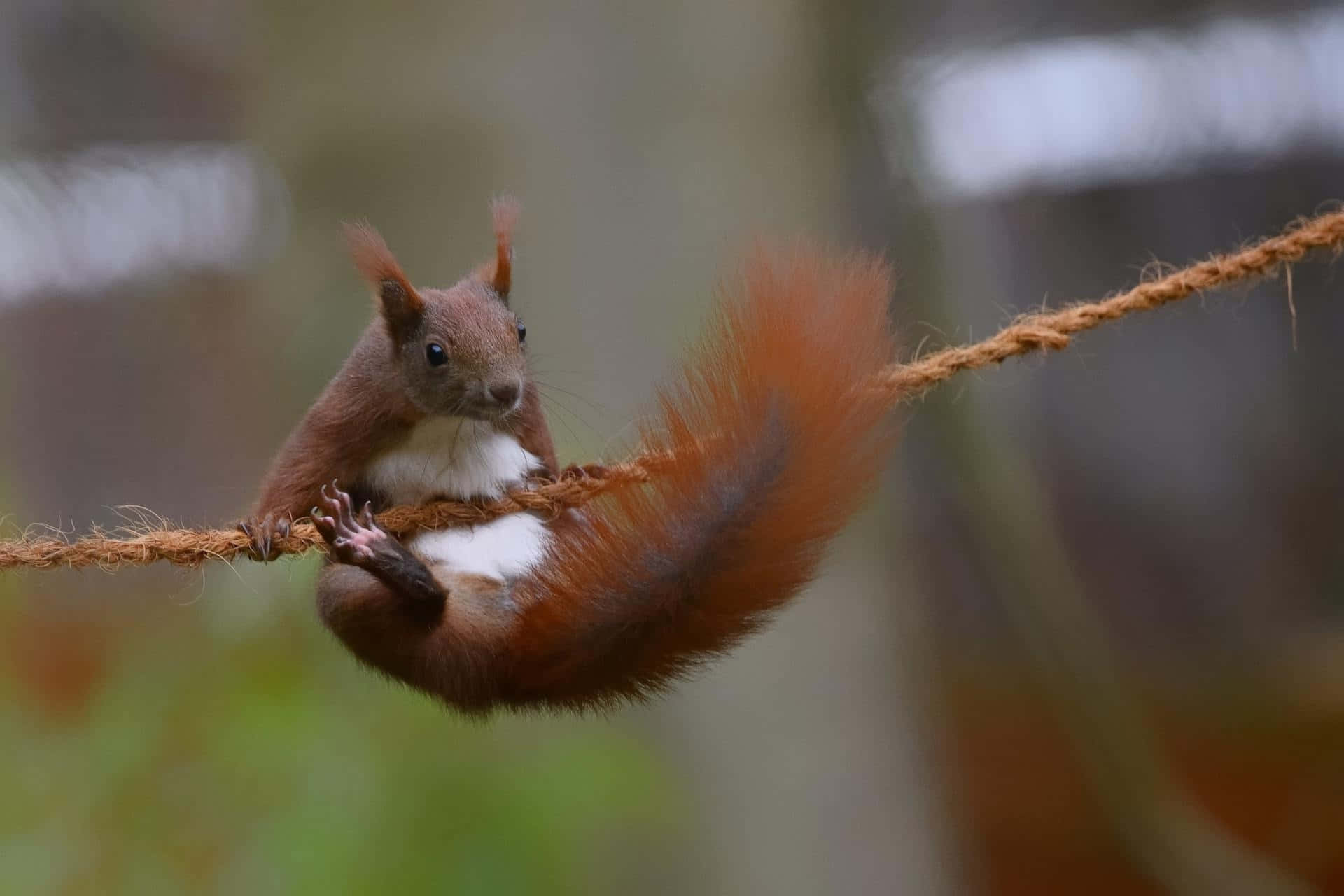 Red Squirrel Balancingon Rope.jpg Wallpaper