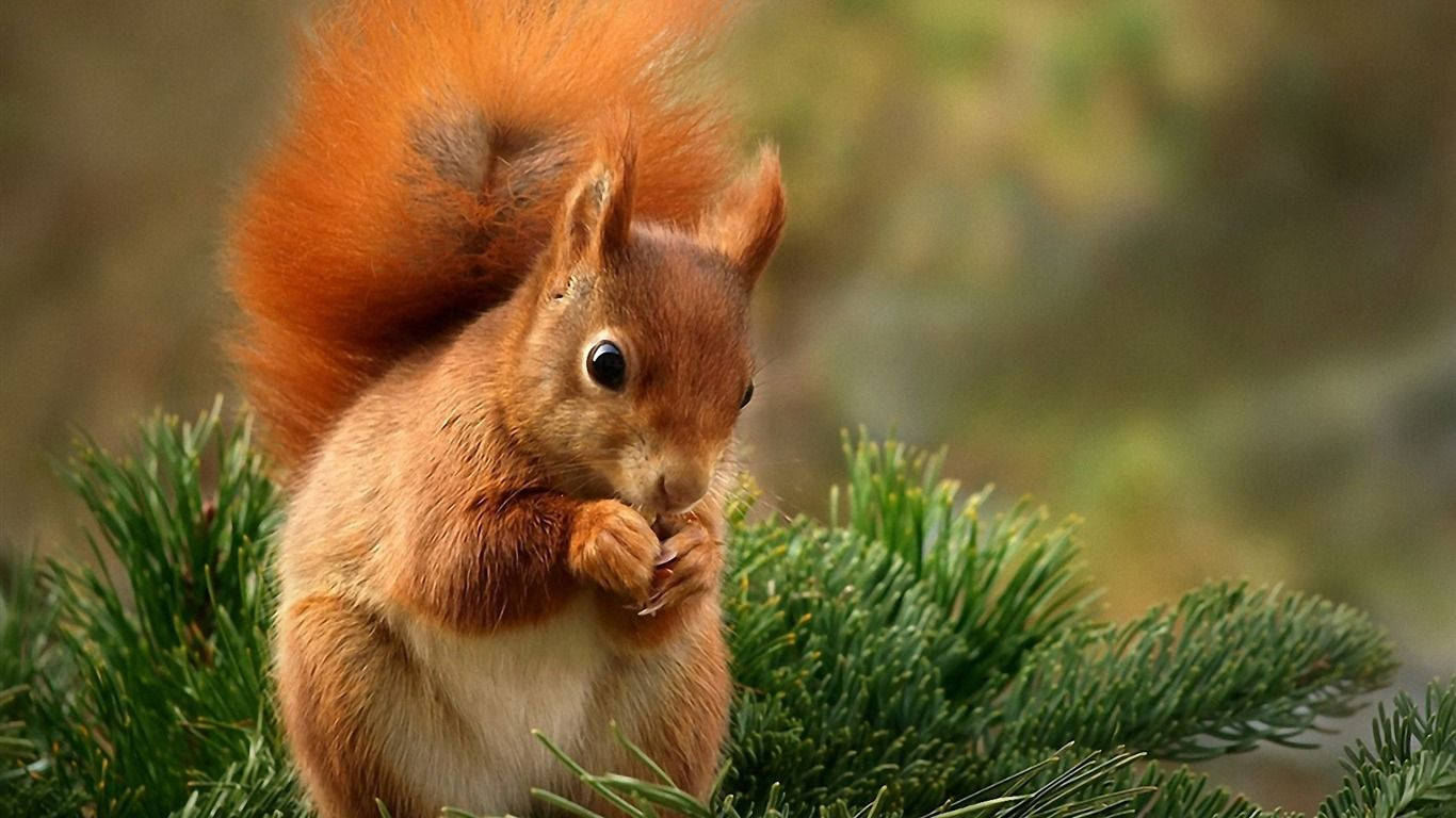Red Squirrel Eating Nut Wallpaper