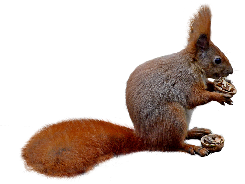 Red Squirrel Eating Nut PNG