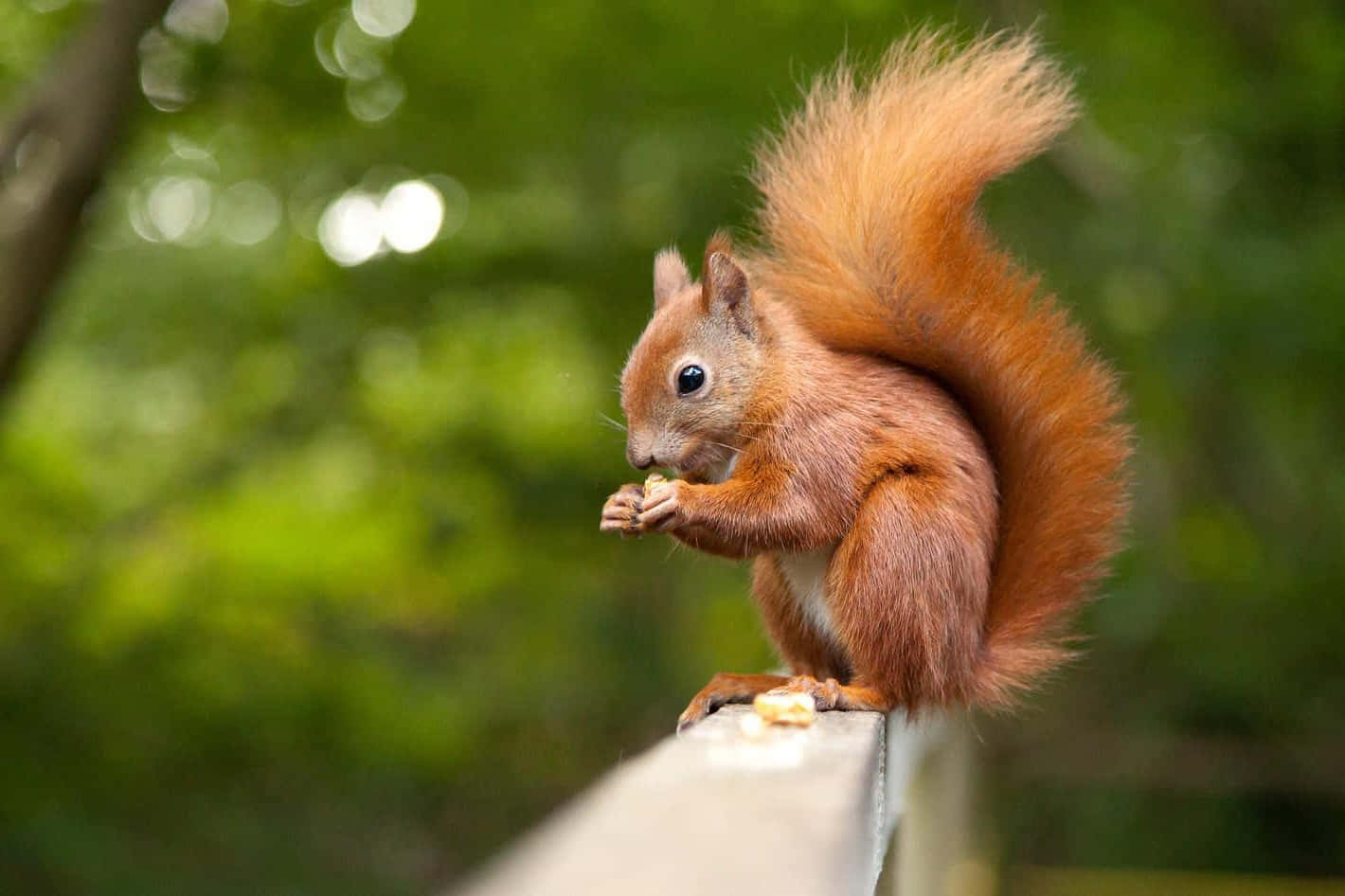 Red Squirrel Eating Nuton Railing Wallpaper