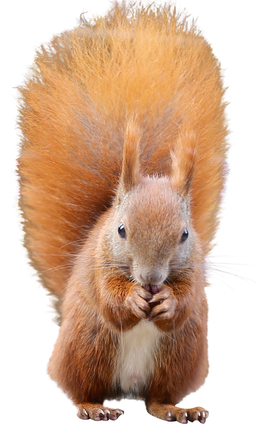 Red Squirrel Eating Nuts.png PNG