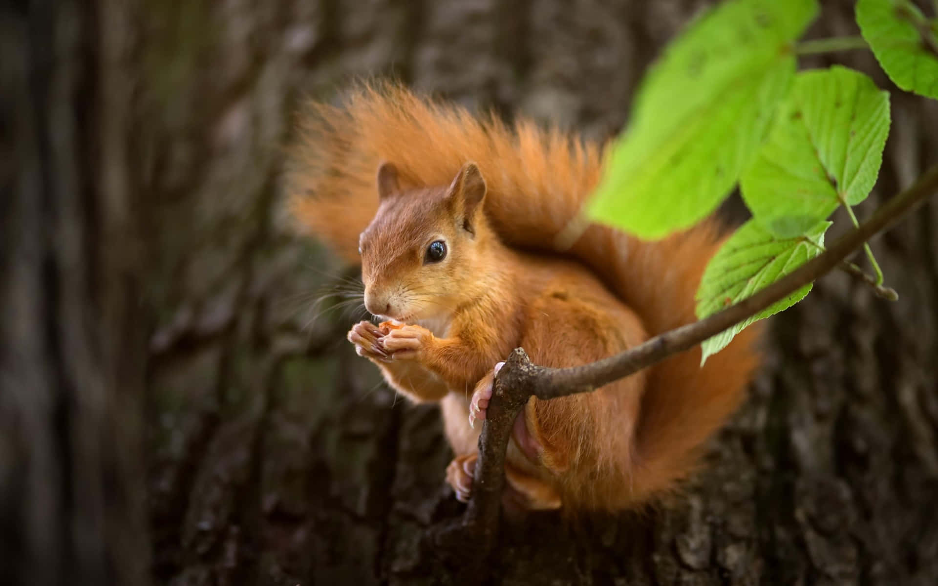 Red Squirrel Eatingon Branch.jpg Wallpaper