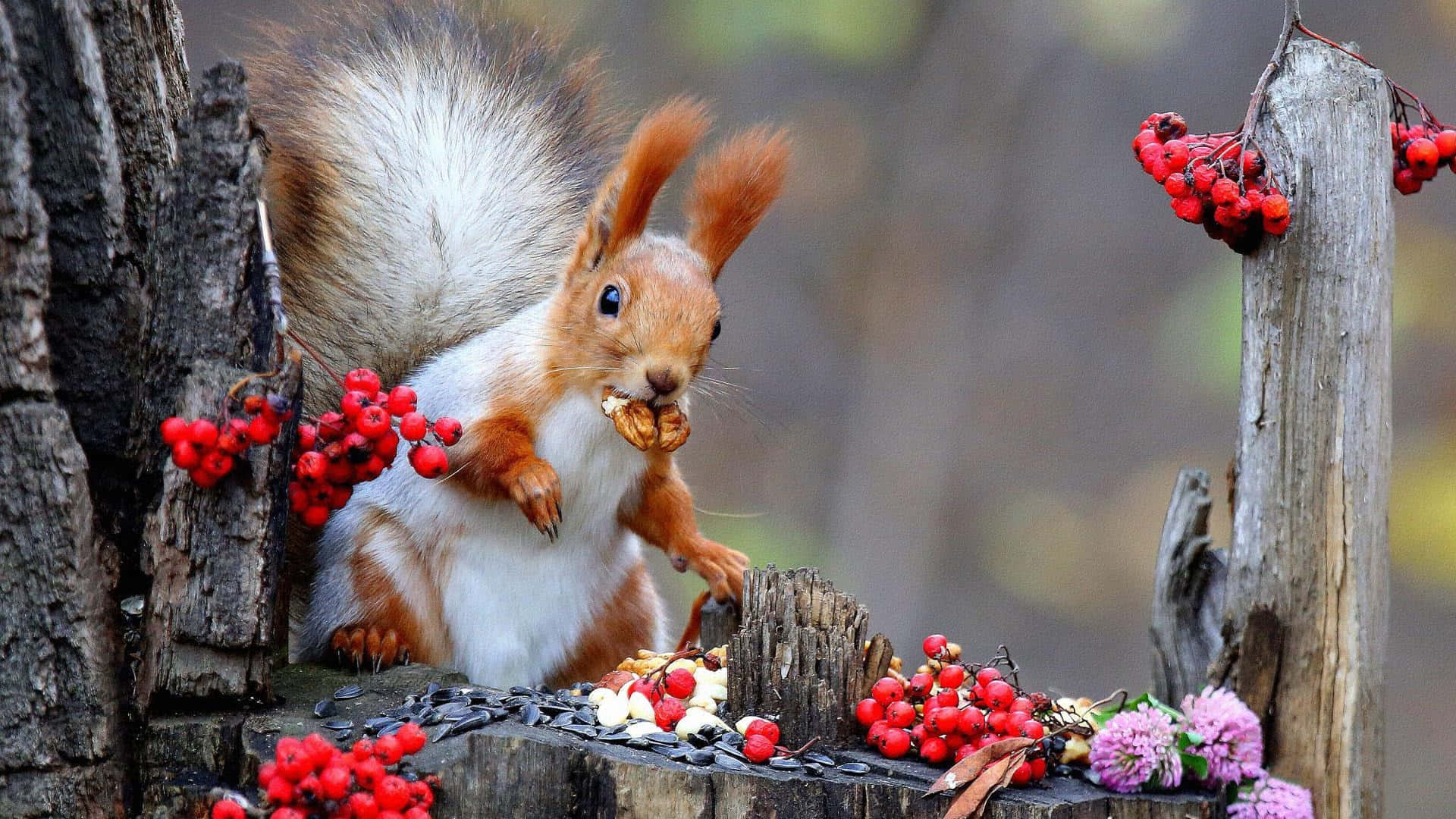 Red Squirrel Enjoying Autumn Harvest Wallpaper
