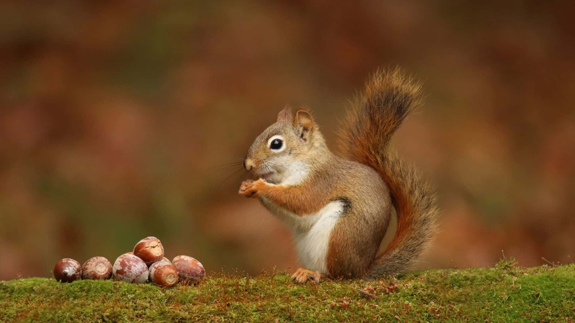 Red Squirrel Enjoying Nuts.jpg Wallpaper