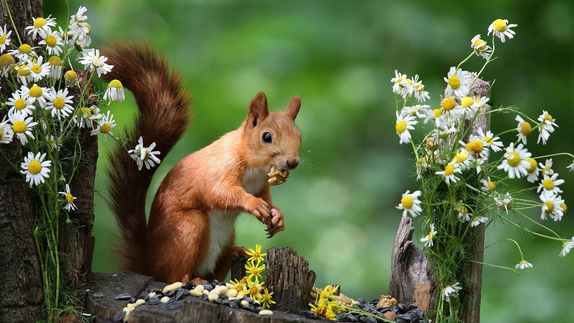 Red Squirrel Enjoying Snackamidst Flowers.jpg Wallpaper