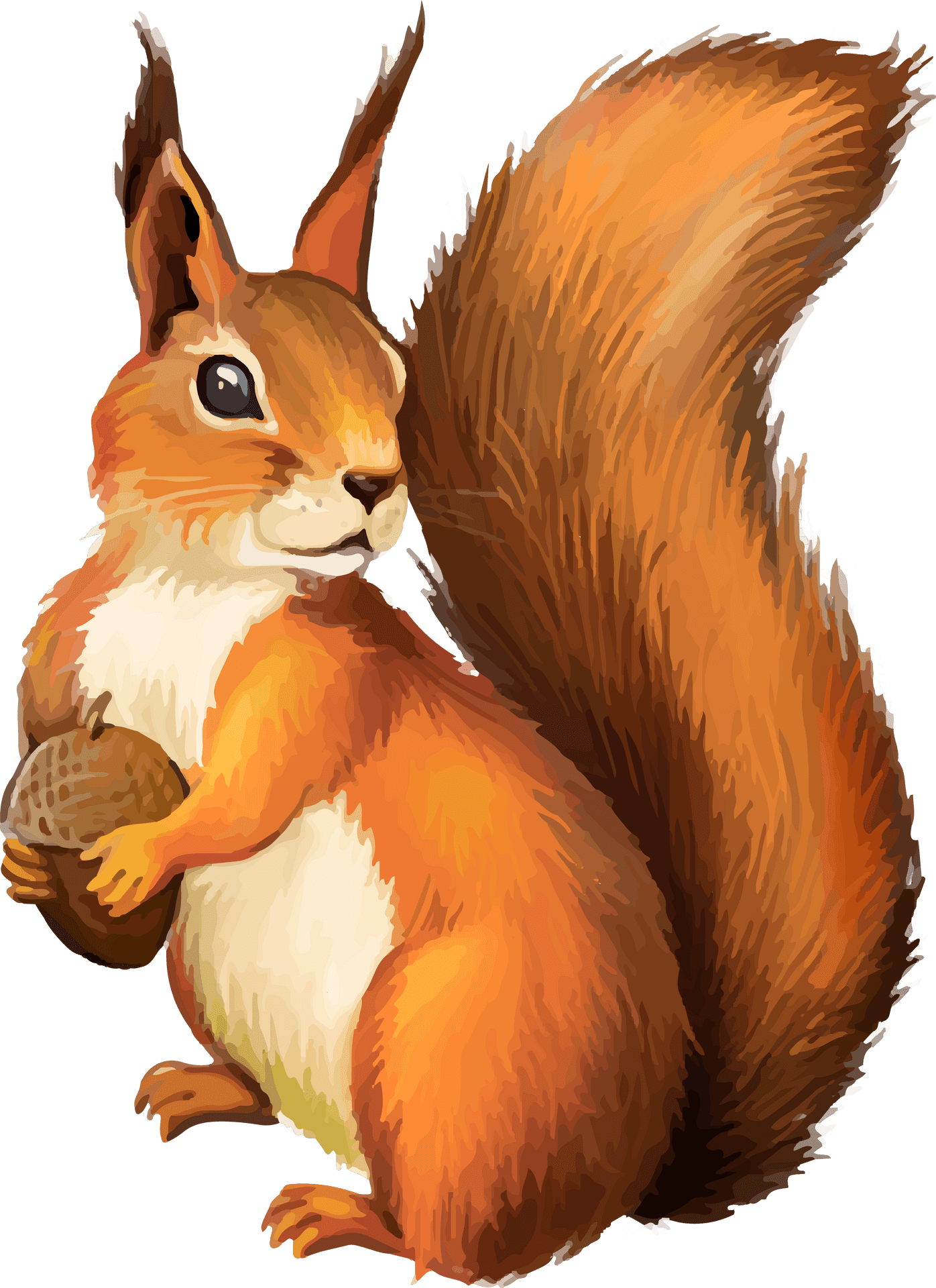 Red Squirrel Holding Nut Illustration PNG