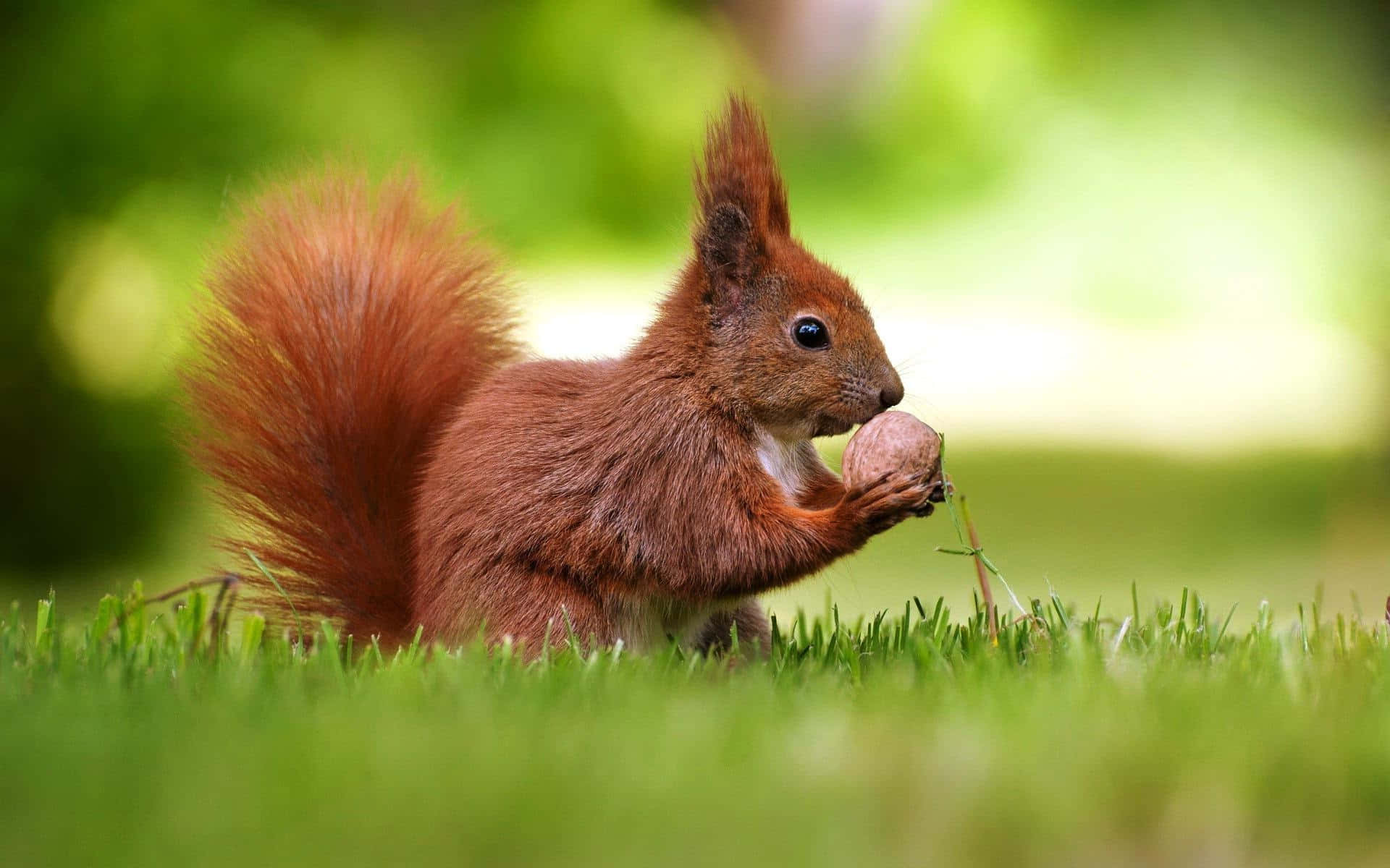 Red Squirrel Holding Nut Wallpaper