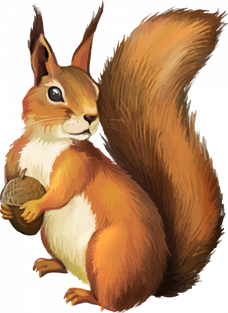 Red Squirrel Holding Nut PNG