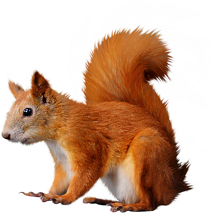 Red Squirrel Illustration.png PNG
