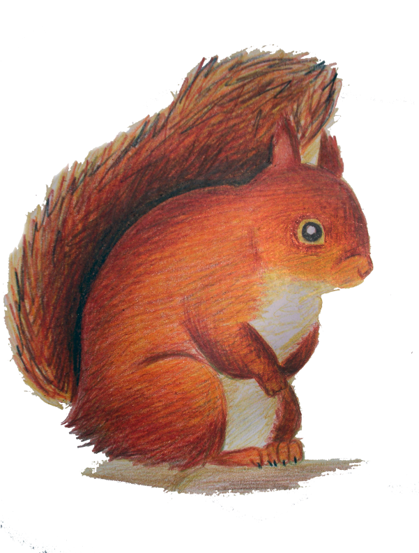 Red Squirrel Illustration.png PNG
