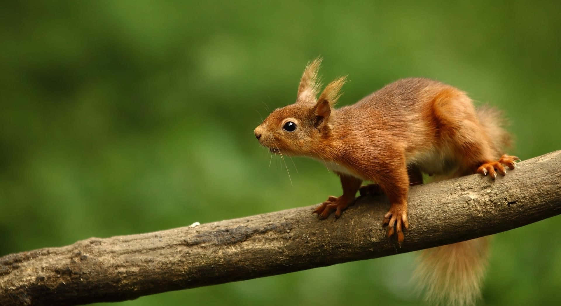 Red Squirrel On Branch.jpg Wallpaper