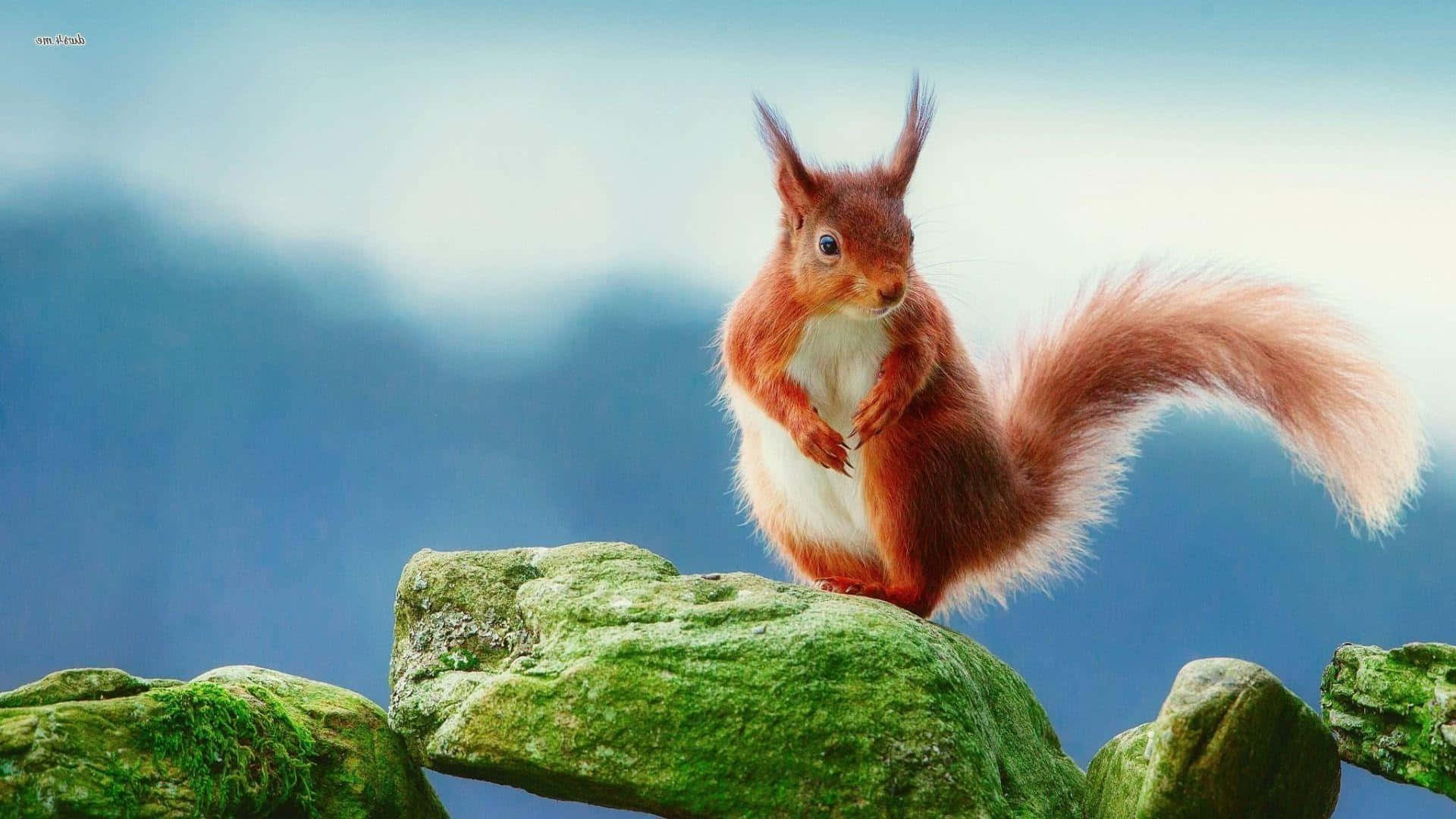 Red Squirrel On Mossy Branch Wallpaper