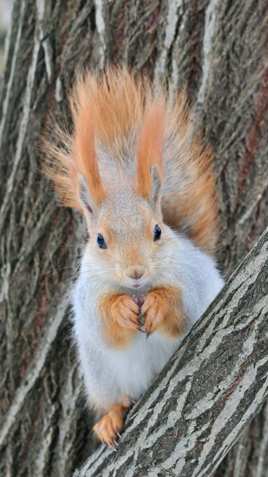 Red Squirrel On Tree Bark.jpg Wallpaper