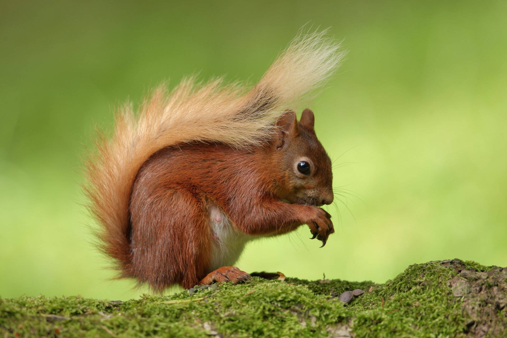 Red Squirrel On Tree Trunk
