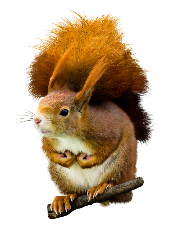 Red Squirrel Perchedon Branch.png PNG