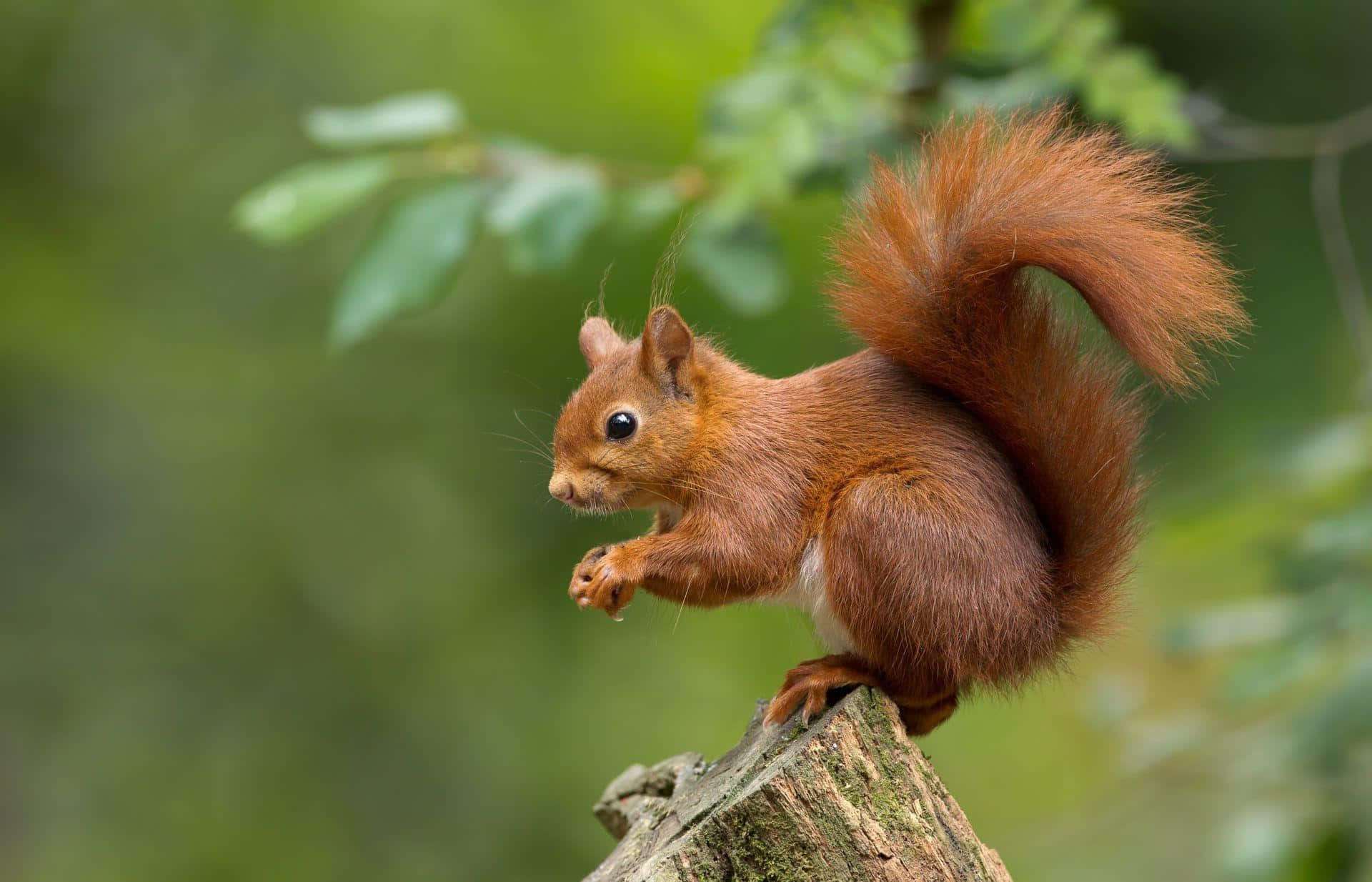 Red Squirrel Perchedon Tree Branch.jpg Wallpaper