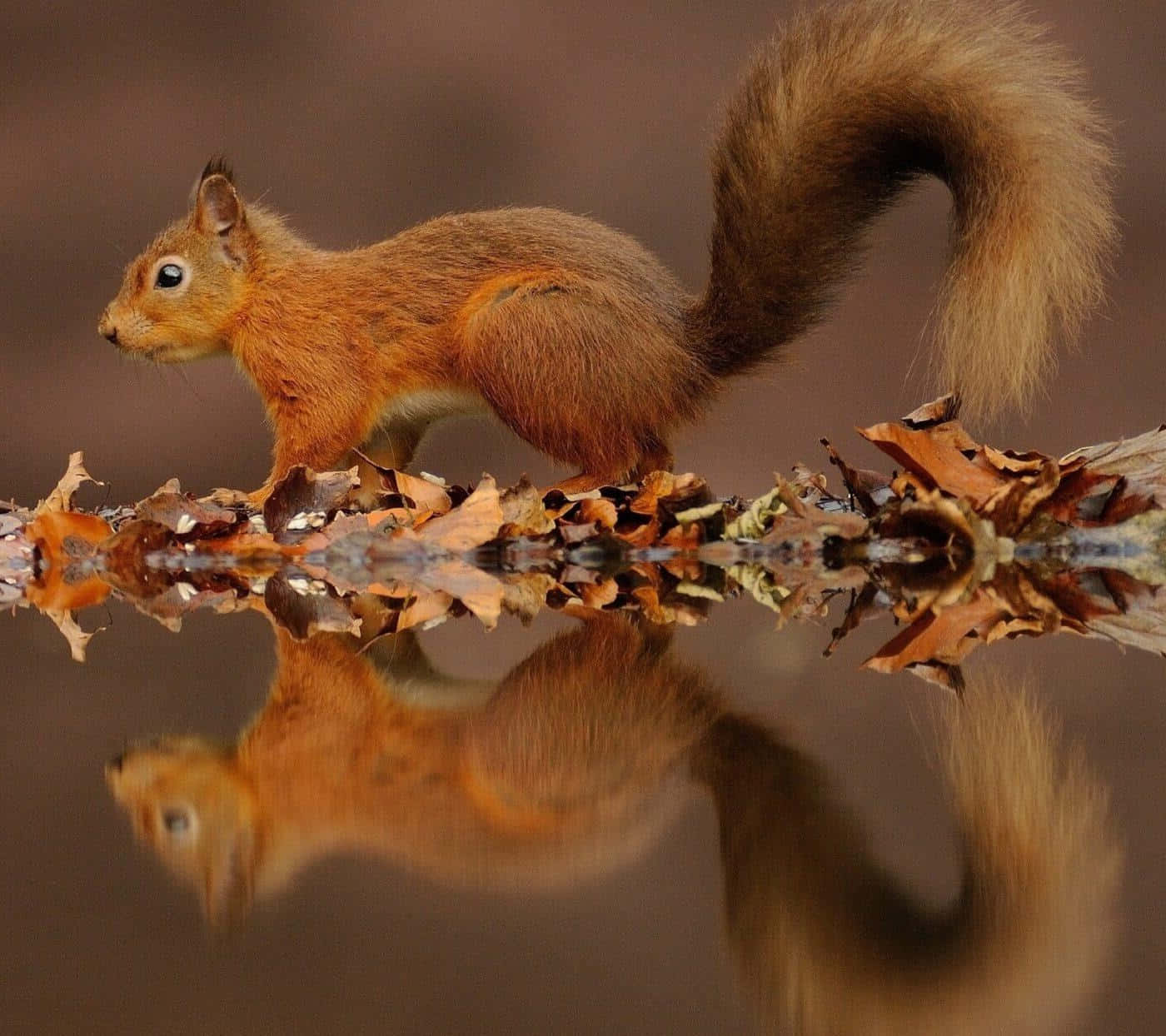 Red Squirrel Reflection Wallpaper