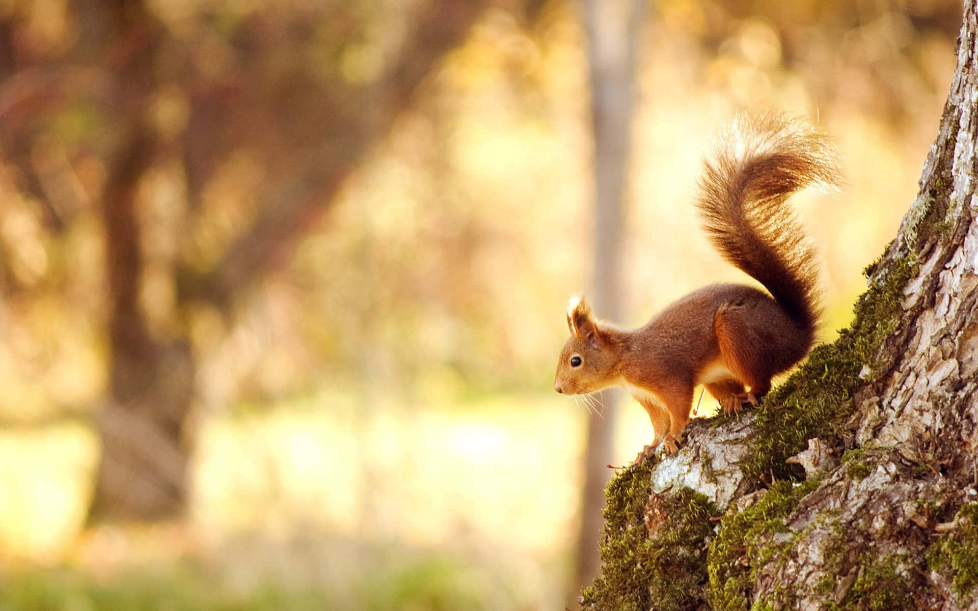Red Squirrelin Autumn Forest Wallpaper