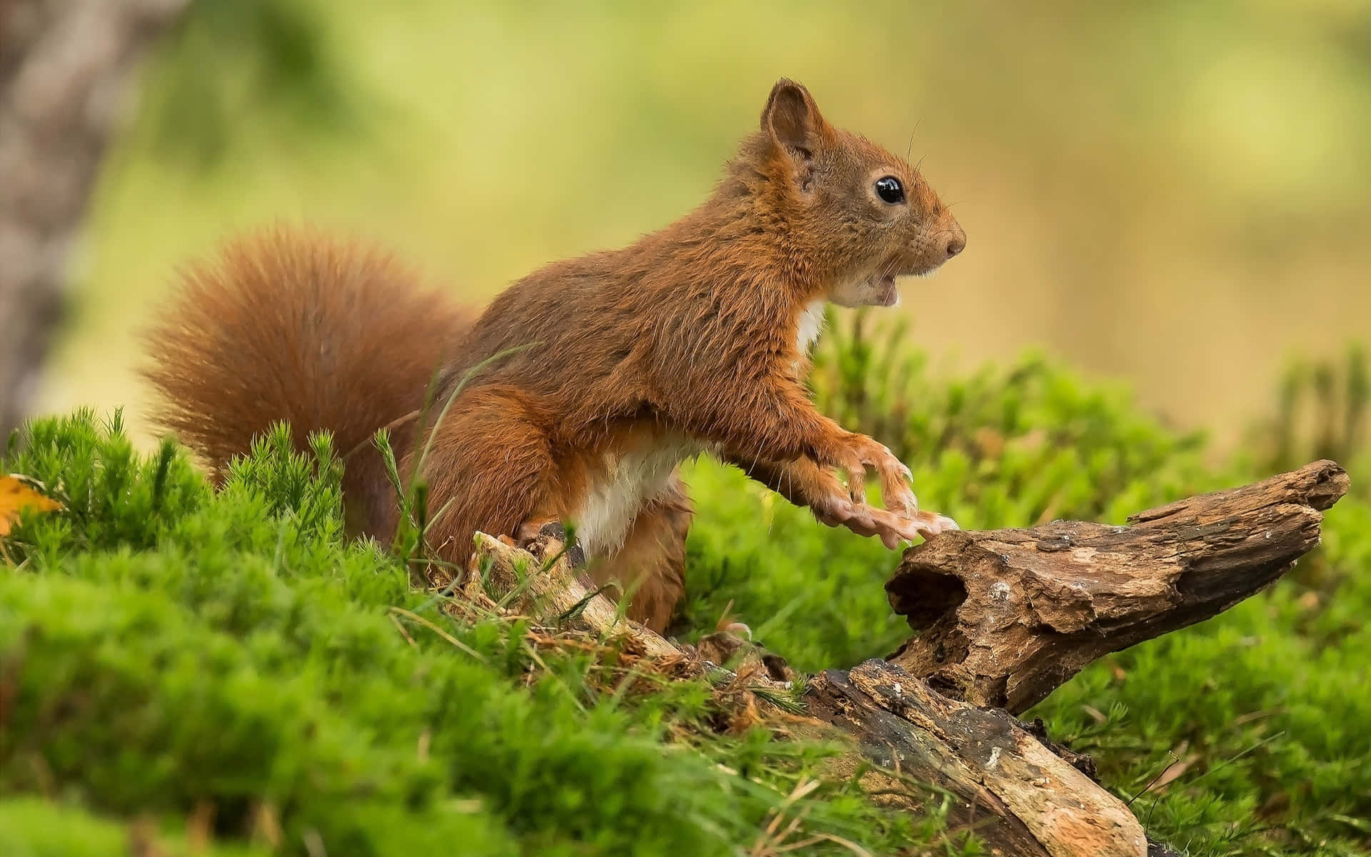 Red Squirrelin Natural Habitat.jpg Wallpaper