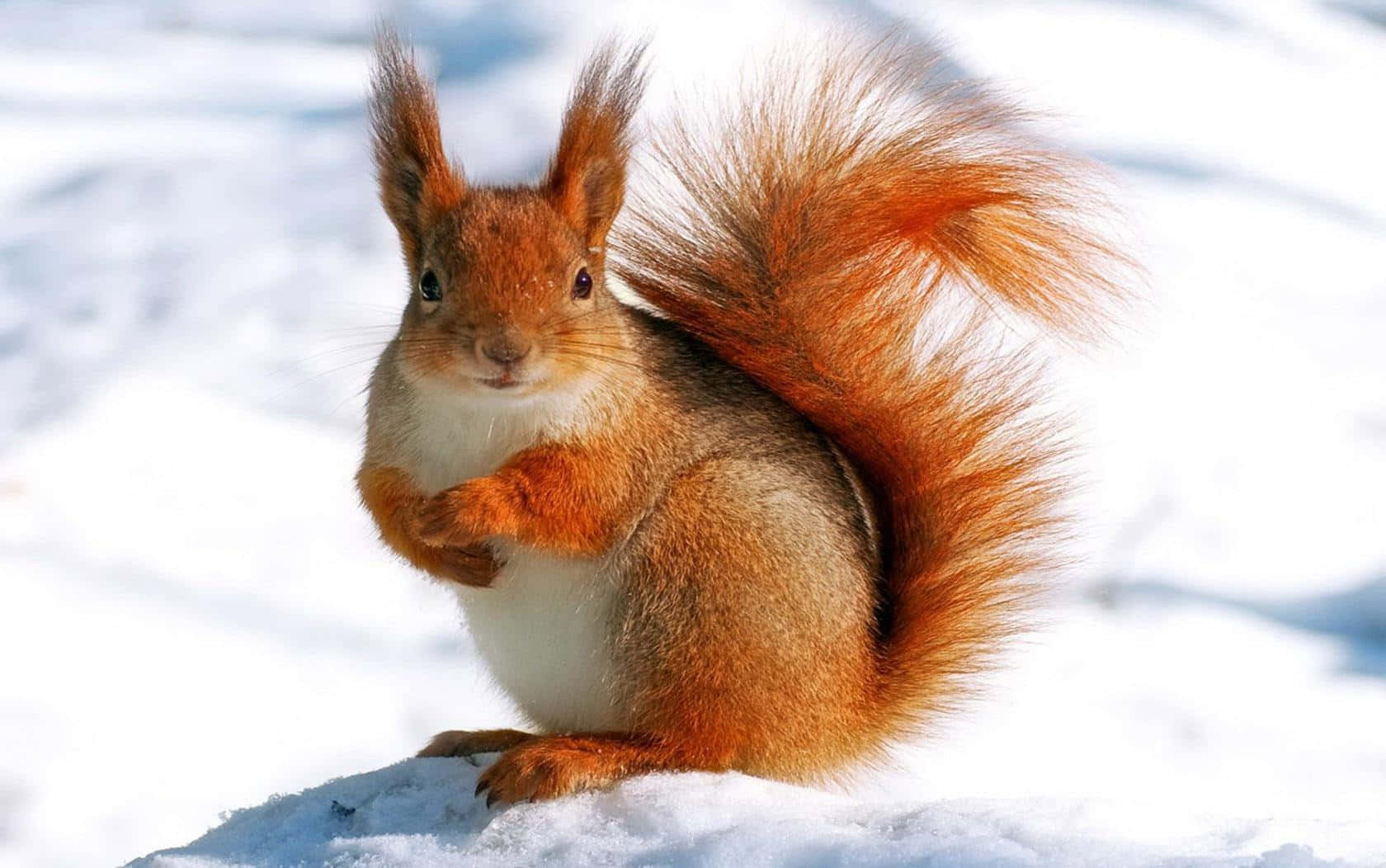 Red Squirrelin Snow.jpg Wallpaper