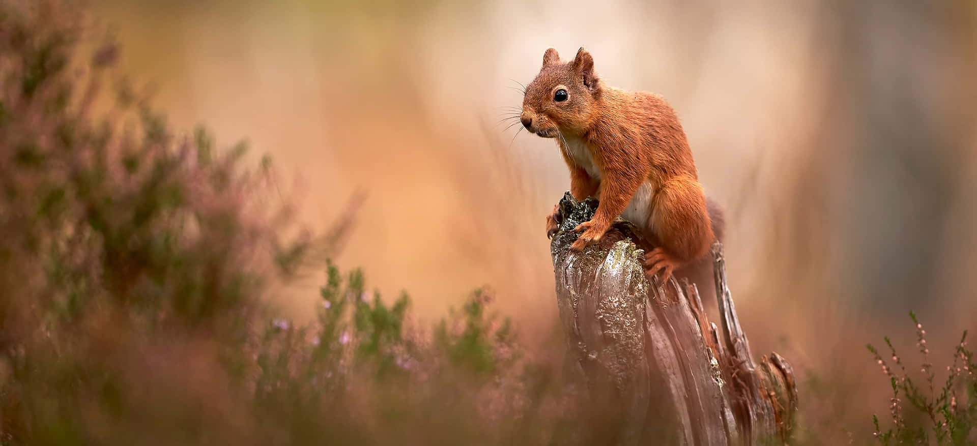 Red Squirrelon Stumpin Habitat.jpg Wallpaper