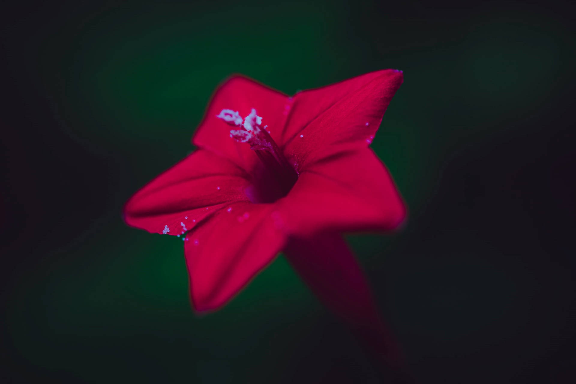 Blooms Sprawled Out: Rød stjerne-lignende blomst vokser bredt ud Wallpaper