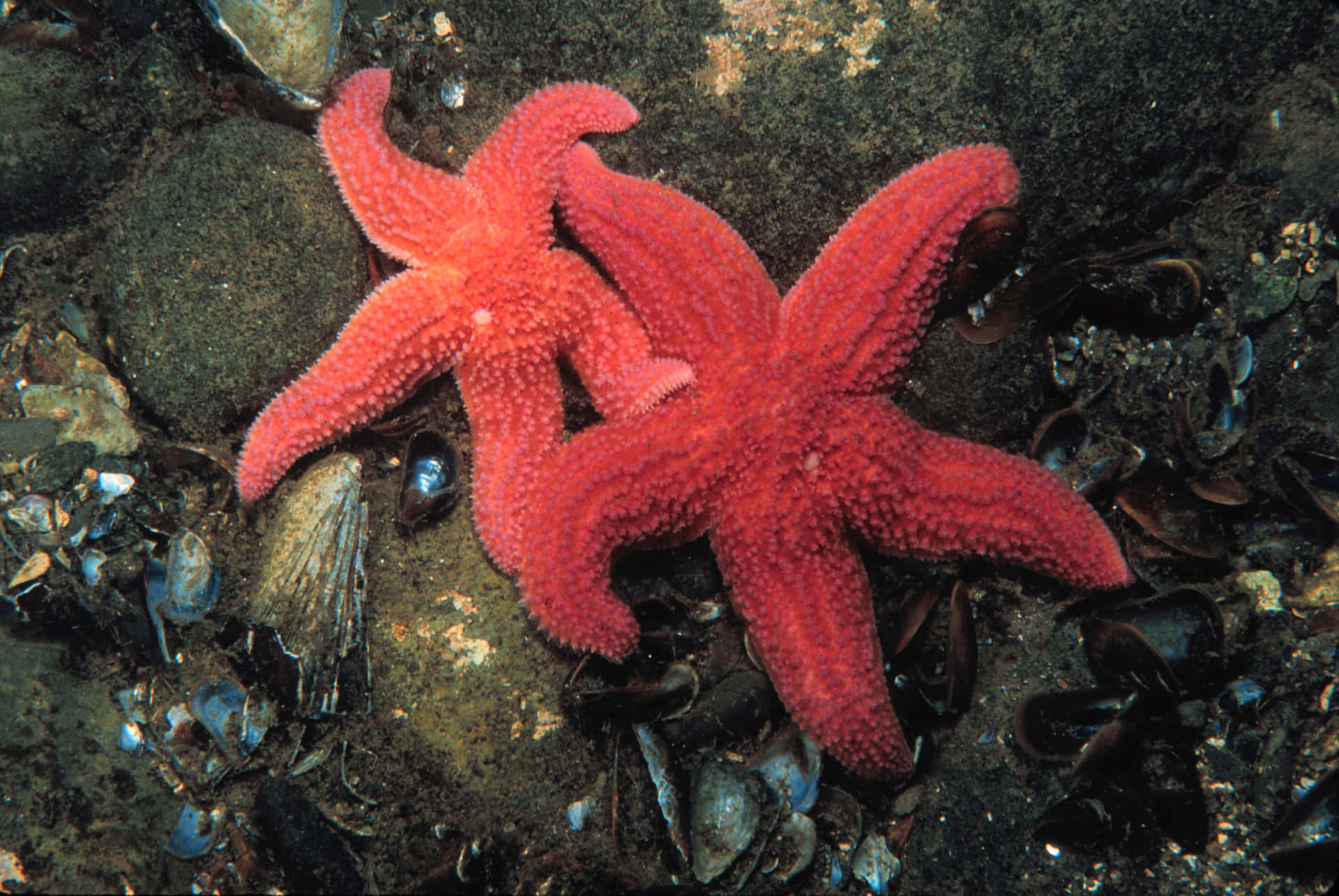 Red_ Starfish_ Pair_on_ Seabed Wallpaper