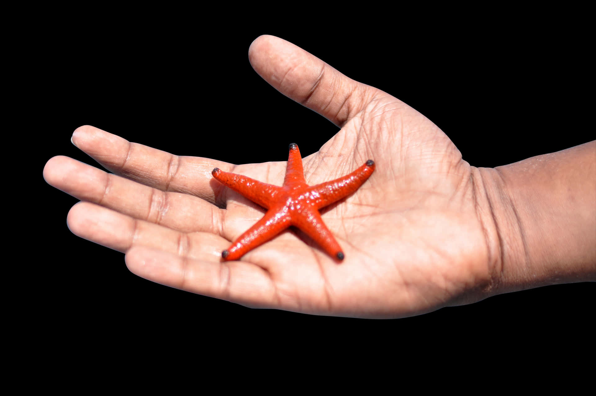 Red Starfishin Hand PNG