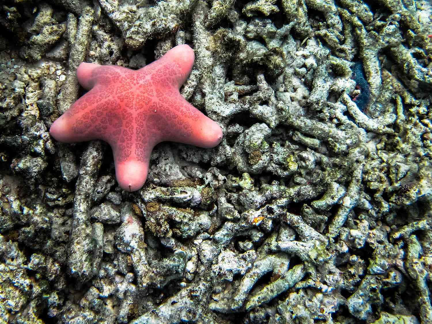Red Starfishon Coral Reef Wallpaper
